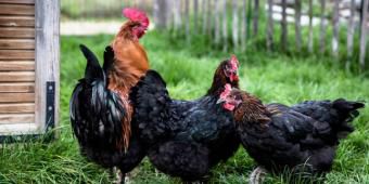 Dans votre jardin :