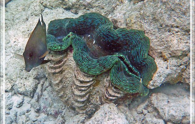 Snorkeling : Grand bénitier gaufré, Manteau de lumière, Fluted giant clam, Squamose giant clam, Scaly clam (Tridacna squamosa) - Moofushi - Atoll d'Ari - Maldives