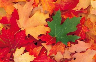 Feuilles d'automne (poésie de J. Jeccard)