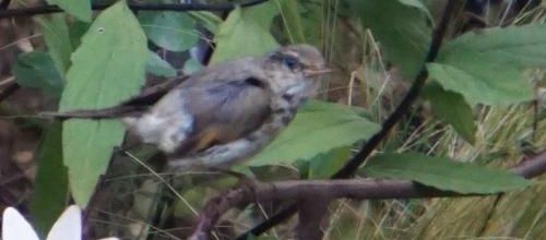 erratum : Gobemouche Gris