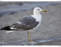 Goéland leucophée - Larus michahellis - Yellow-legged Gull