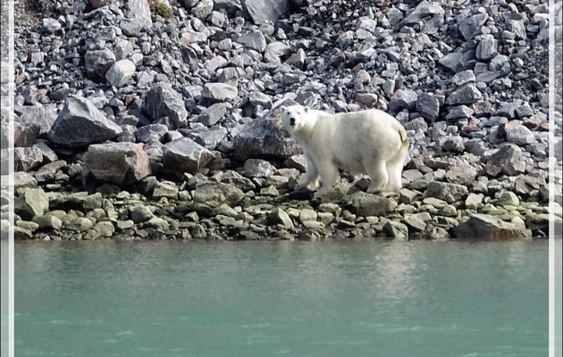 La baleine étant loin, l'ours reporte son intérêt vers le navire  - Icy Fjord - Nunavut
