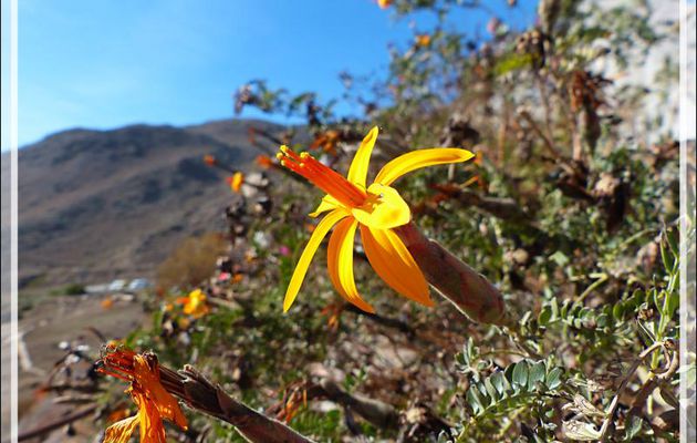 En attendant l'arrivée des condors : Fleur de Chinchircuma (Mutisia acuminata) - Cruz del Condor - Cañon de Colca - Pérou