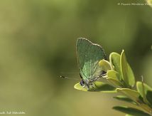Thècle de la ronce ou Argus vert