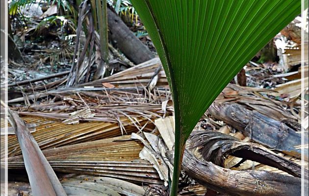 Palmiers Coco-fesses, Coco de mer (Lodoicea maldivica), jeune de un an, mâle et femelles - Seychelles