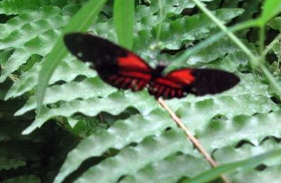 Ceci n'est pas un dryas iulia