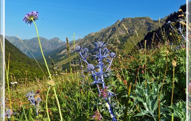 Panicaut de Bourgat, ou Chardon bleu des Pyrénées (Eryngium bourgatii) sur fond de Vallée du Varrados - Val d'Aran - Catalogne - Espagne