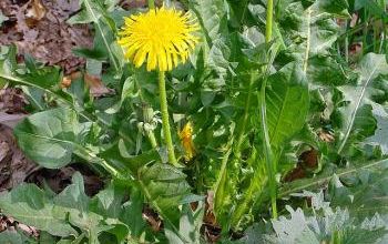 Les plantes sauvages comestibles 
