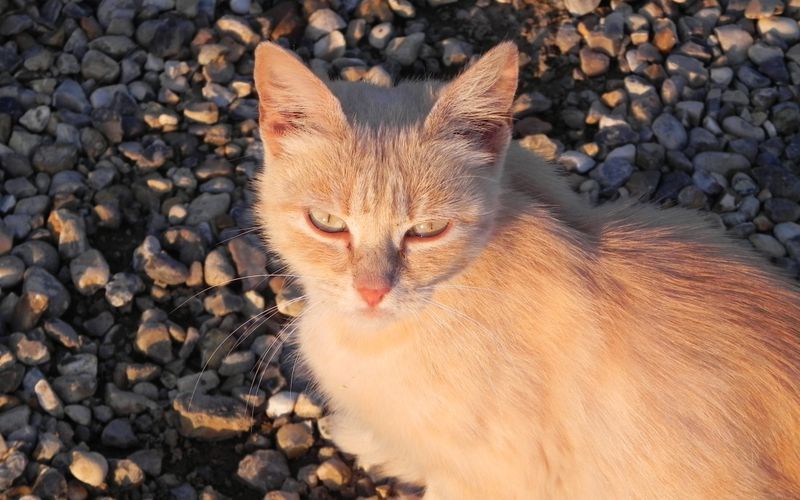 Un beau minou un peu sauvage !