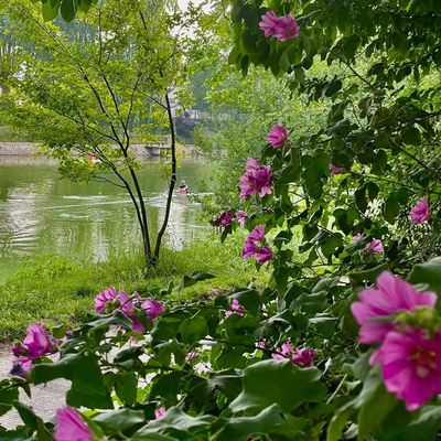 bonne semaine  à tous les amis 