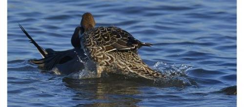 Canard Pilet