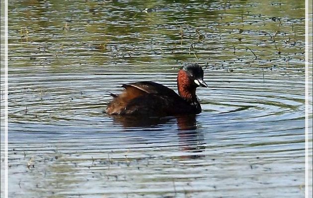 Grèbe castagneux, Little grebe (Tachybaptus ruficollis) - La Couarde-sur-Mer - Île de Ré - 17