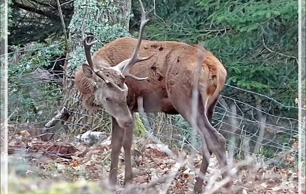 Ce matin 14/02/25, un assez beau cerf et des biches se trouvaient dans le bois en dessous de chez nous - Lartigau - Milhas - 31