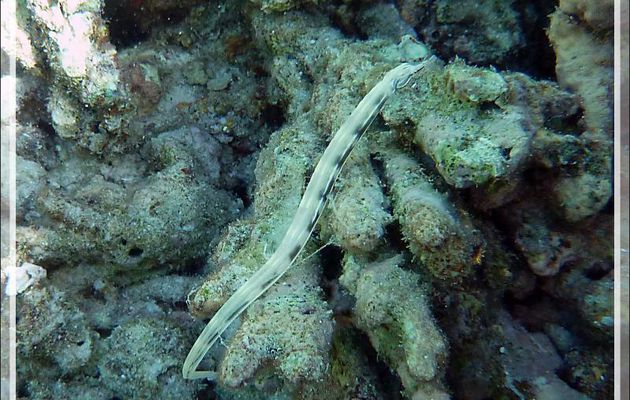 Syngnathe à réseaux, Poisson-aiguille jaune, Network pipefish (Corythoichthys flavofasciatus) - Moofushi - Atoll d'Ari - Maldives