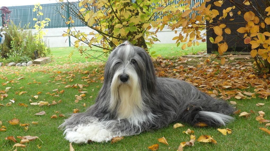 Diaporama Octavia * photos du 15.10.2025