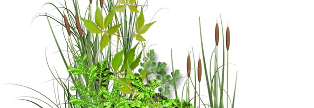 ѼVegetation