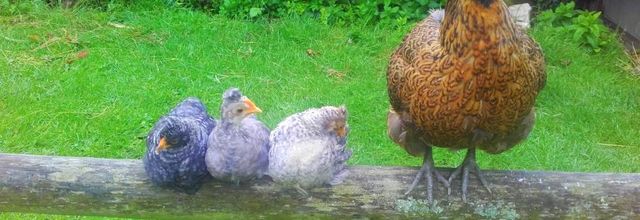  le jeudi des animaux sympas