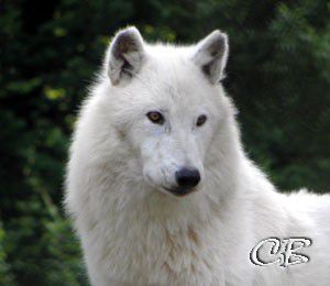 Parc de Ste Croix - les loups blancs