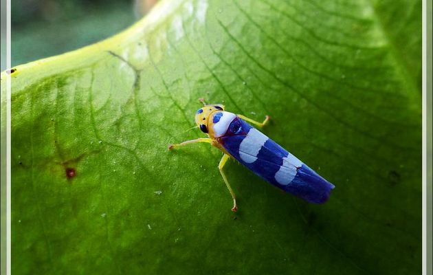 Cicadelle (leafhopper) - Inkaterra Hacienda Concepcion - Puerto Maldonado - Pérou