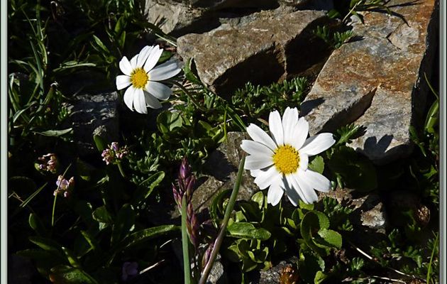 Flore des Pyrénées (Images de mon ancien blog, année 2011)