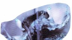 Un ormeau ? mais non, voyons !