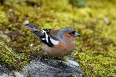 Les oiseaux