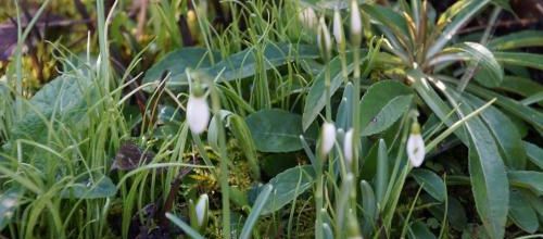 Perles d'hiver