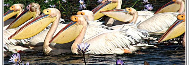 PARC DES DJOUDJS - LES  PELICANS -