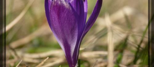 Crocus printanier