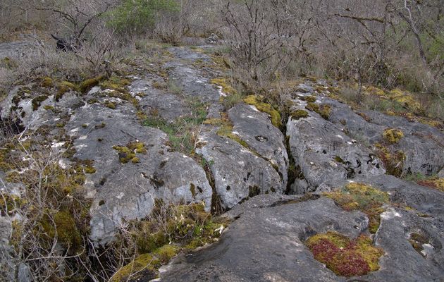 Le 7 avril : circuit des bruyères à Chazey-Bons - 2