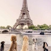 chiens puppies 30 - Dessins/Images coup de coeur