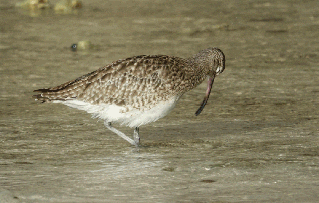 L'après-midi va se passer entre baignades et observations d'oiseaux, puis par un repos bien mérité sous la varangue en dégustant une bouteille de Champagne - Ile Silhouette - Seychelles