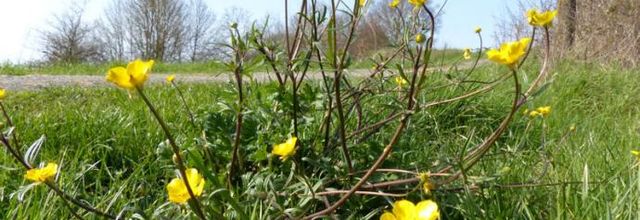 Ranunculus bulbosus  -  renoncule bulbeuse
