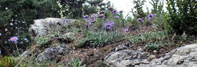 Aster alpinus subsp. cebennensis - aster des Causses