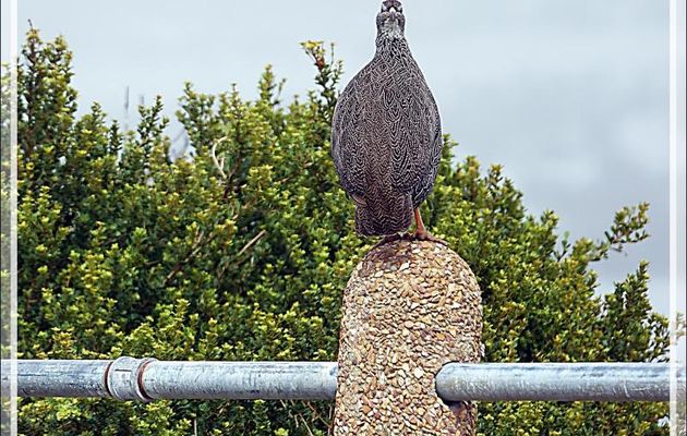 Un oiseau endémique de la région du Cap : Francolin criard, Cape Spurfowl (Pternistis capensis) - Camps Bay - Cape Town - Afrique du Sud