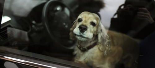 Que faire si on trouve un chien dans une voiture en plein soleil