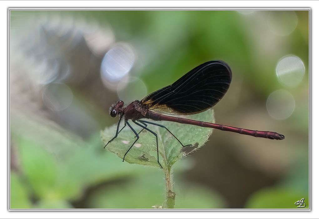 03 - Insectes