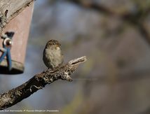 Moineau domestique