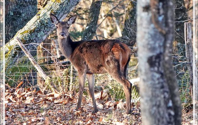 Biche oh ma biche, encore un mois de chasse ! Fais bien attention à toi - Lartigau - Milhas - 31