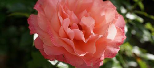 Un jour, Une rose : Boticelli