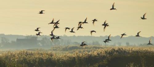 ... zoiseaux...