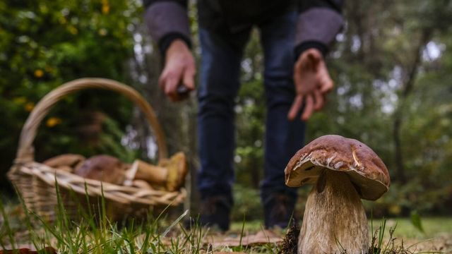 Champignons Farcis à l' Ail Noir