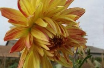 Dahlias