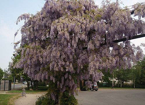 Une autre fleur de printemps la glycine