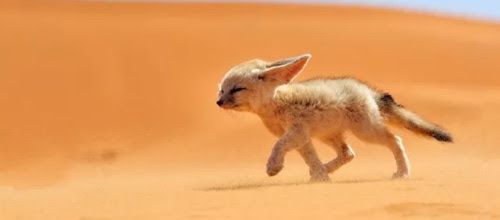 Animaux du désert qui vivent avec peu d'eau