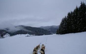 Première sortie traîneau de l'année