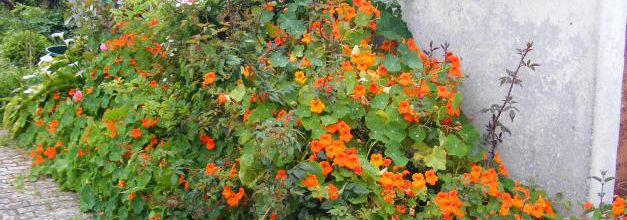 FLEURS DE BRETAGNE 