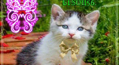 CHAT BON DIMANCHE
