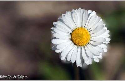 Pâquerette (6) - Bellis perennis