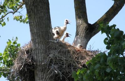 LES CIGOGNEAUX DU MARAIS CHARENTAIS